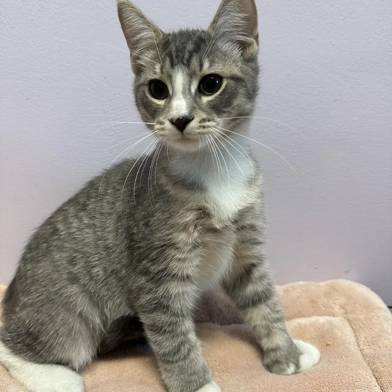 A baby large-sized male Domestic Short Hair cat named Miles for adoption in Exeter, RI