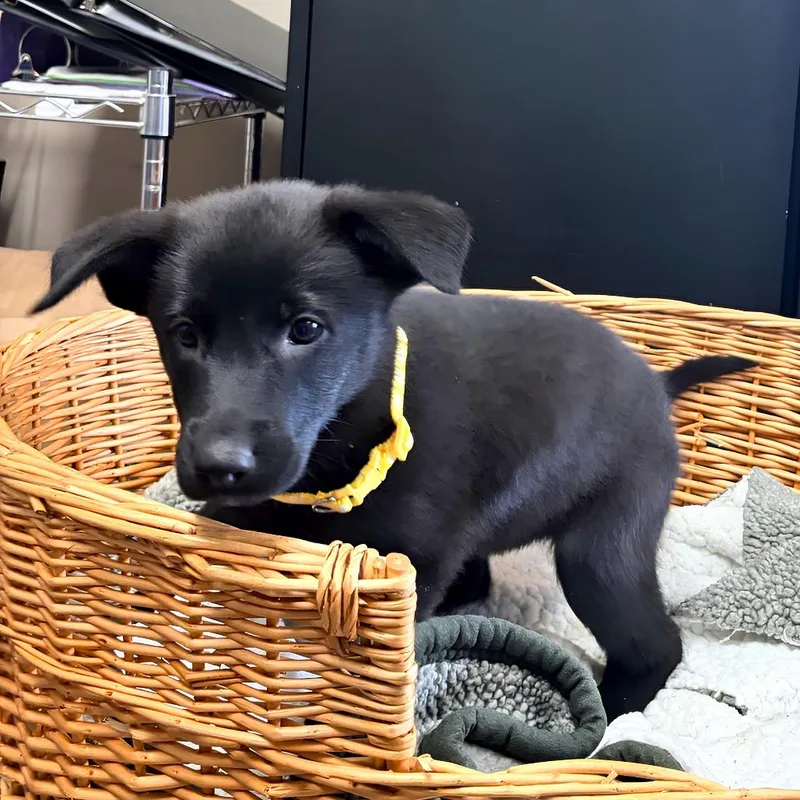 A baby small-sized female Black Shepherd dog named Salt & Vinegar for adoption in Belleville, IL