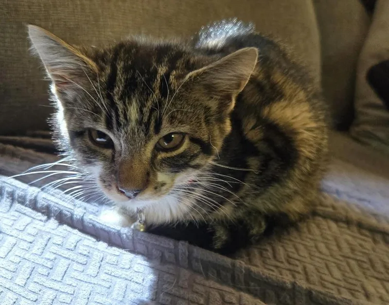 A baby medium-sized male Tabby (Tiger Striped) Domestic Short Hair cat named Nefario for adoption in Breinigsville, PA