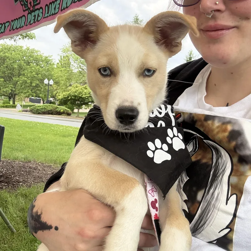 A baby small-sized female Siberian Husky dog named Nyx for adoption in Mooresville, IN