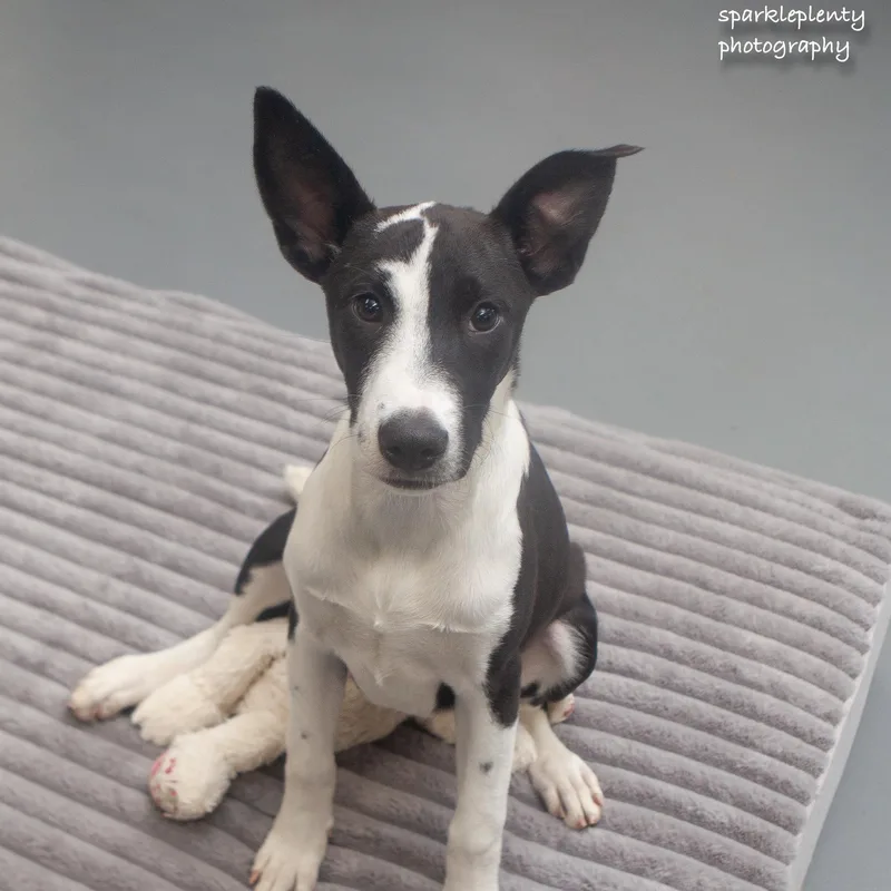 A baby medium-sized female White / Cream Mixed Breed dog named Hallie for adoption in Ridgefield, CT