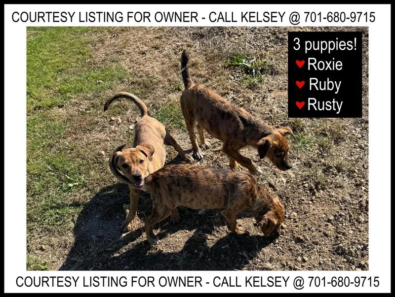 A baby medium-sized female Pit Bull Terrier dog named Rusty Roxie & for adoption in Valley City, ND