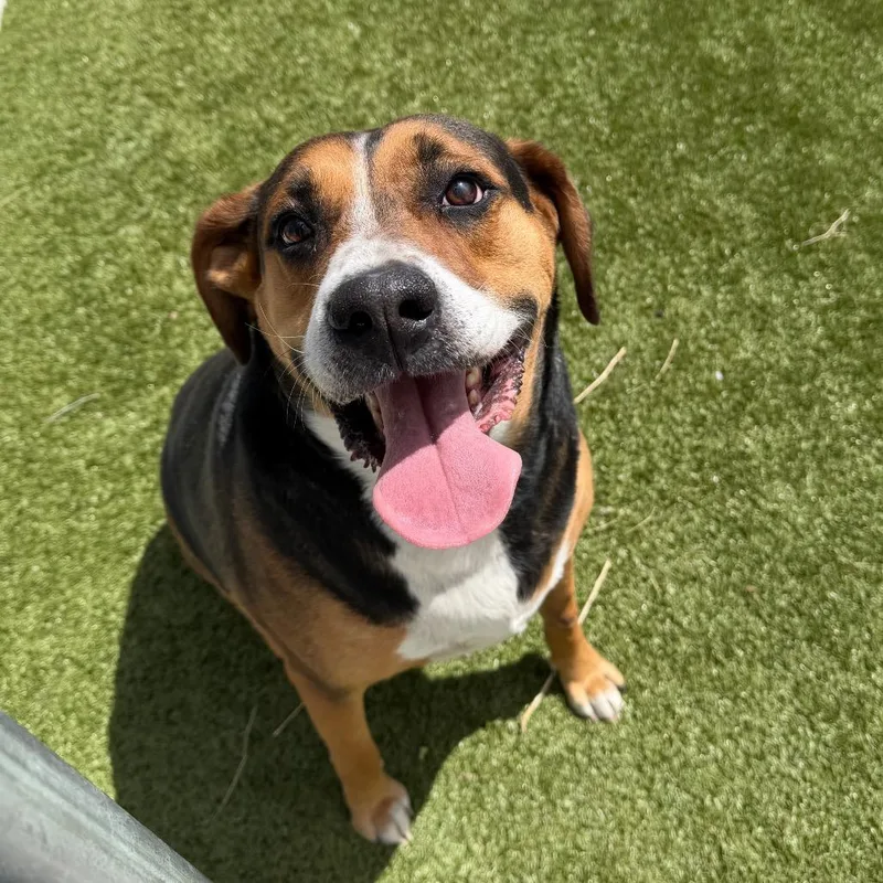 An adult large-sized male Brown / Chocolate Coonhound dog named Gunner for adoption in Cody, WY