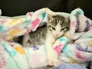 Alaya