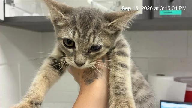 A baby small-sized female Domestic Short Hair cat named Ang Lee for adoption in Ocala, FL