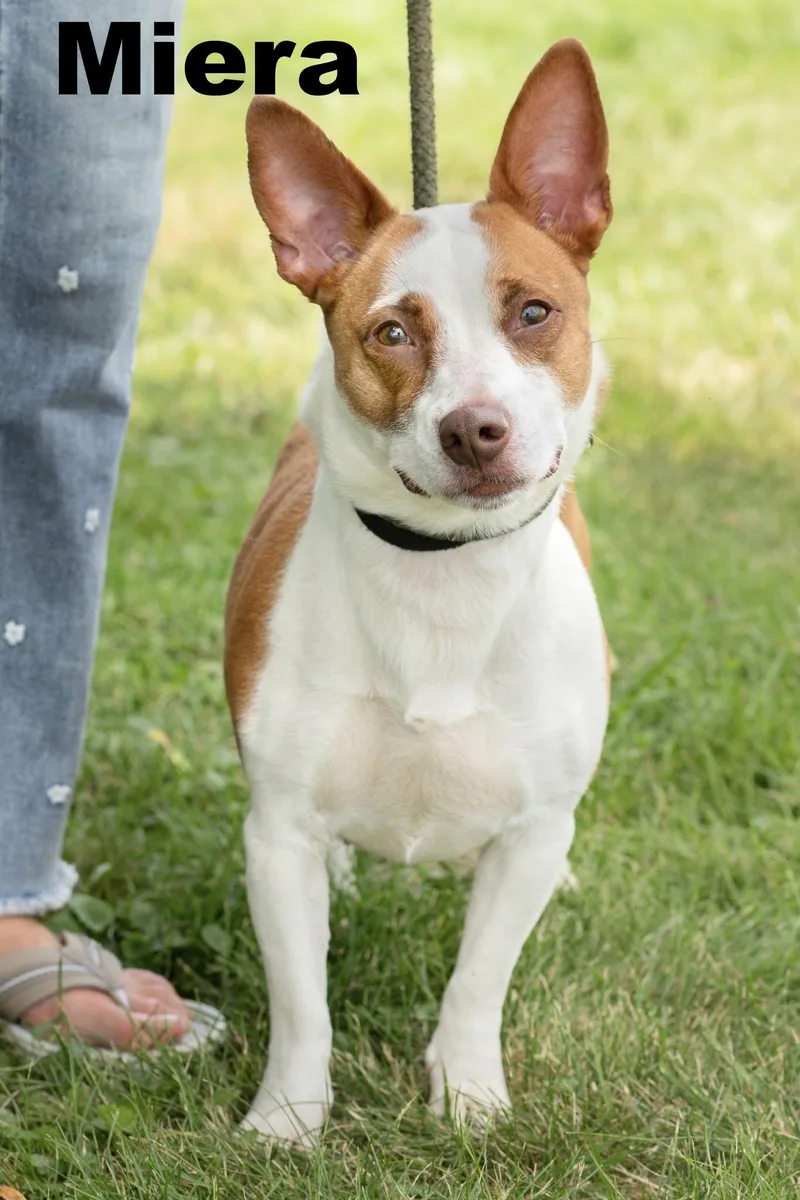 An adult small-sized female Golden Mixed Breed dog named Miera for adoption in Macomb, IL