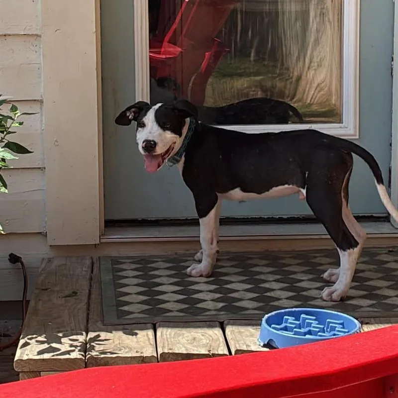A baby medium-sized male Black Pit Bull Terrier dog named Axel BK for adoption in Austin, TX