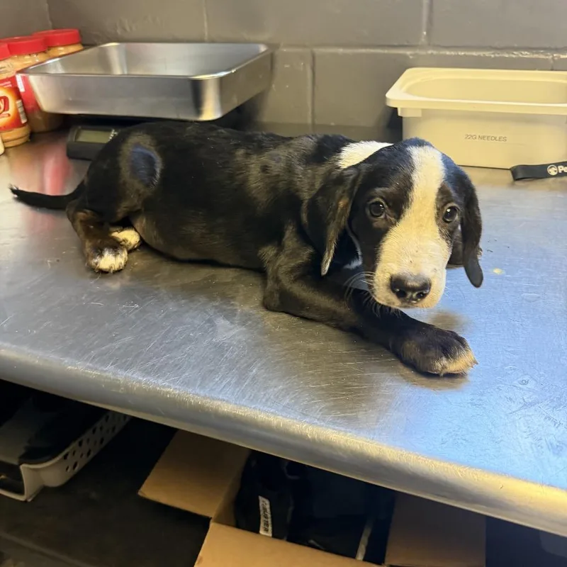 A baby medium-sized female Black Hound dog named Taylor for adoption in Tuscaloosa, AL