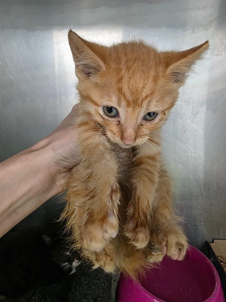 A baby small-sized male Domestic Short Hair cat named Lucky for adoption in Carthage, MO