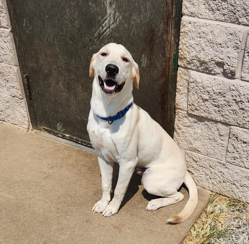 An adult medium-sized male White / Cream Labrador Retriever dog named Queso for adoption in Siloam Springs, AR