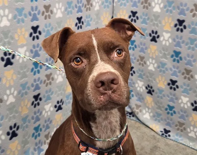 A young large-sized male Pit Bull Terrier dog named Briggs for adoption in Rosenberg, TX