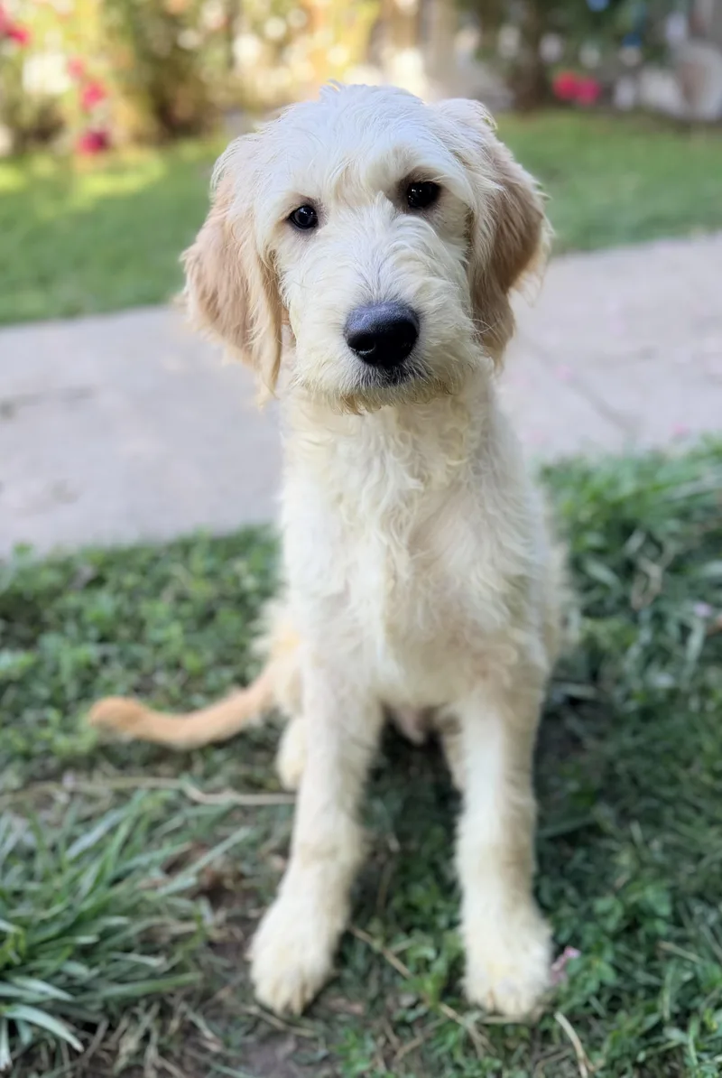 A baby large-sized male Goldendoodle dog named Butter for adoption in Yuba City, CA