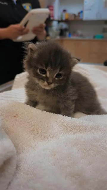 A baby small-sized male Domestic Long Hair cat named Captain Floof for adoption in Corpus Christi, TX