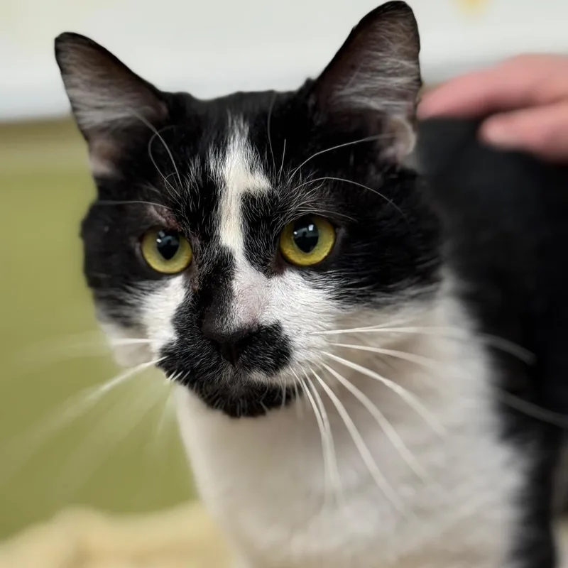 An adult large-sized male Black Domestic Short Hair cat named Moon for adoption in Perkiomenville, PA