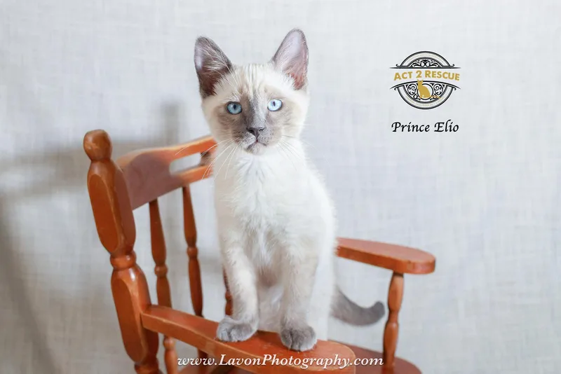 A young medium-sized male Siamese cat named Prince Elio for adoption in Riverside, CA
