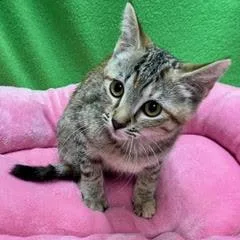 A baby medium-sized female Torbie Tabby cat named Roma for adoption in Green Valley, AZ