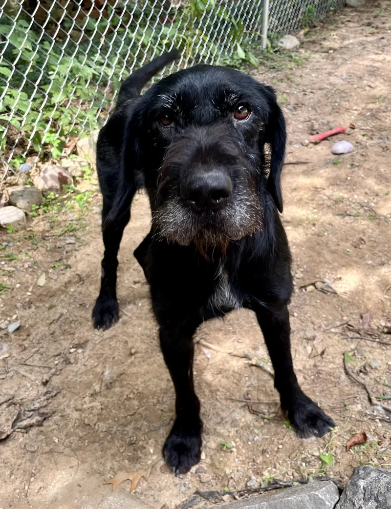 An adult large-sized male Black Giant Schnauzer dog named Jasper for adoption in Kentwood, MI