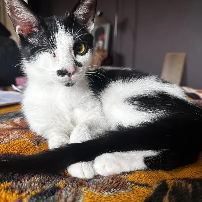 A baby medium-sized female Tuxedo cat named Minnie Mouse for adoption in Woodlawn, TN