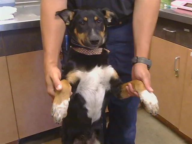A baby medium-sized male Australian Cattle Dog / Blue Heeler dog named Fella for adoption in Sacramento, CA