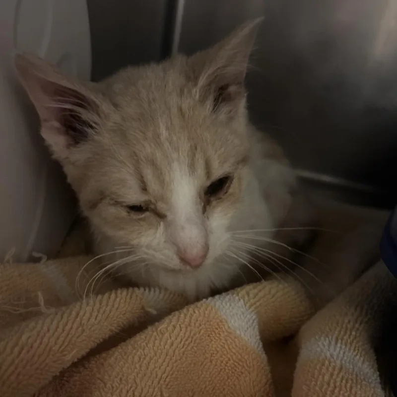 A young small-sized male Buff / Tan / Fawn Domestic Short Hair cat named Hummer H for adoption in Bristol, IN