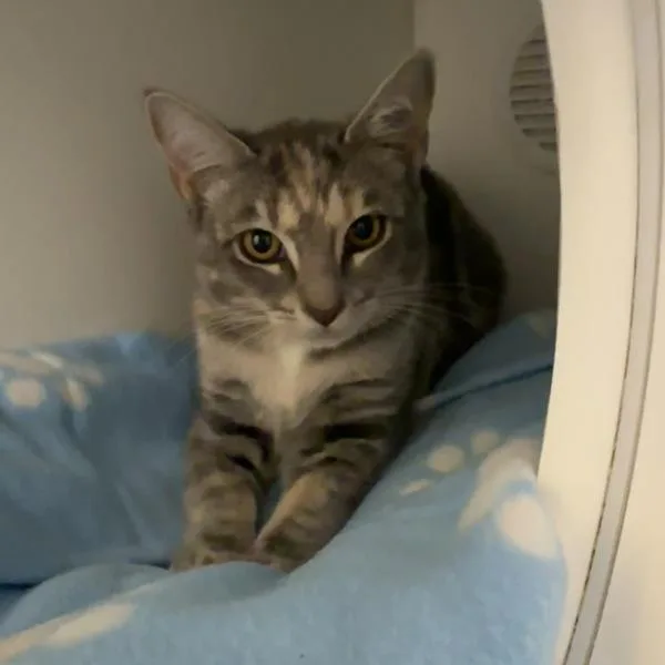 A baby small-sized female Domestic Short Hair cat named Lorelai for adoption in Walnut Creek, CA