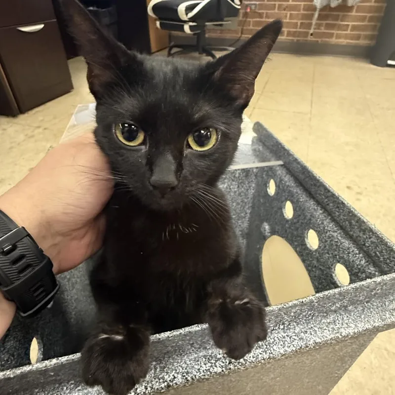 A young medium-sized female Black Domestic Short Hair cat named Bumble for adoption in Birmingham, AL