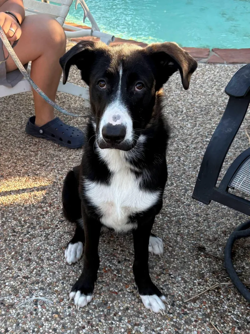 A baby medium-sized female White / Cream Black Labrador Retriever dog named Ruthie for adoption in Dallas, TX