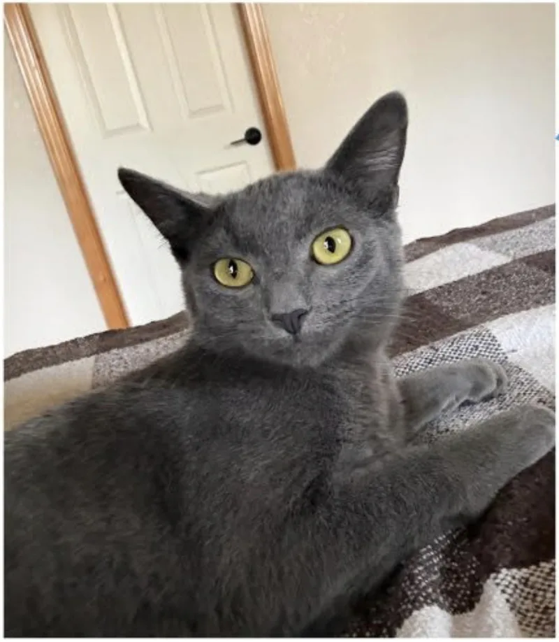 A young medium-sized male Gray / Blue / Silver Domestic Short Hair cat named Rowan for adoption in Eugene, OR