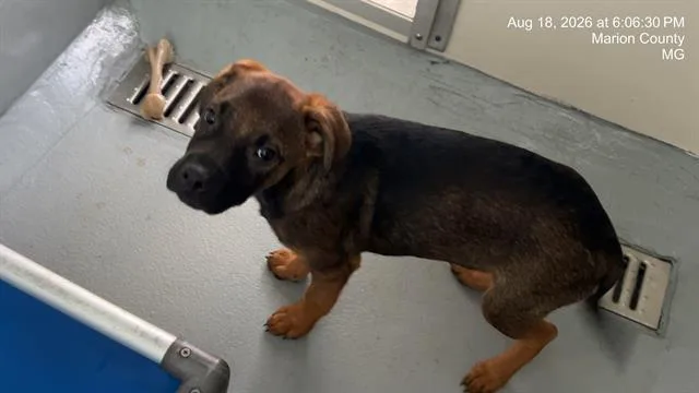 A baby small-sized male German Shepherd Dog dog named A for adoption in Ocala, FL