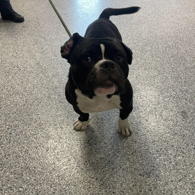 A senior large-sized male Pit Bull Terrier dog named Huey for adoption in Gladstone, MO