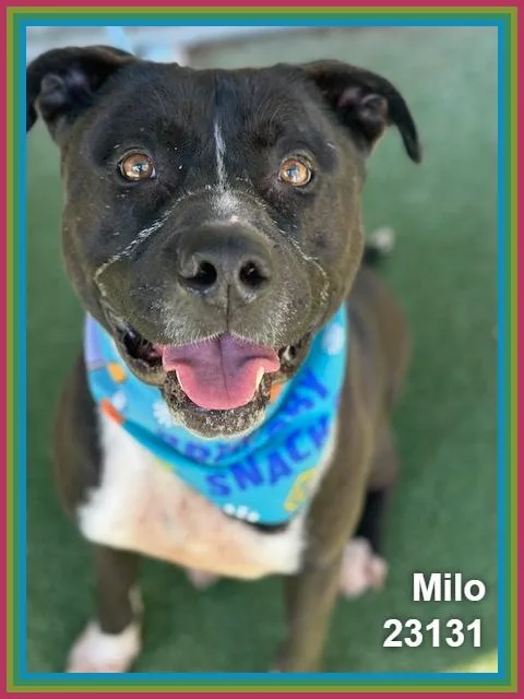 An adult large-sized male Black Shepherd dog named Milo for adoption in Marietta, GA
