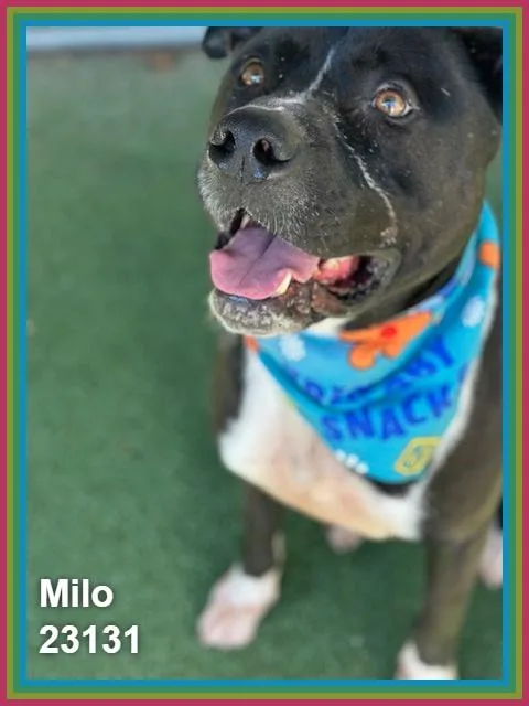 Milo thumbnail 3