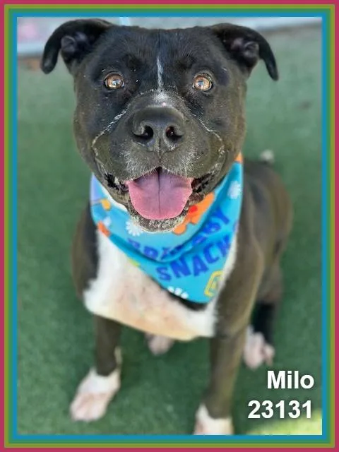 Milo thumbnail 4