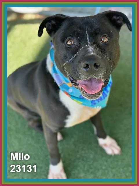Milo thumbnail 5