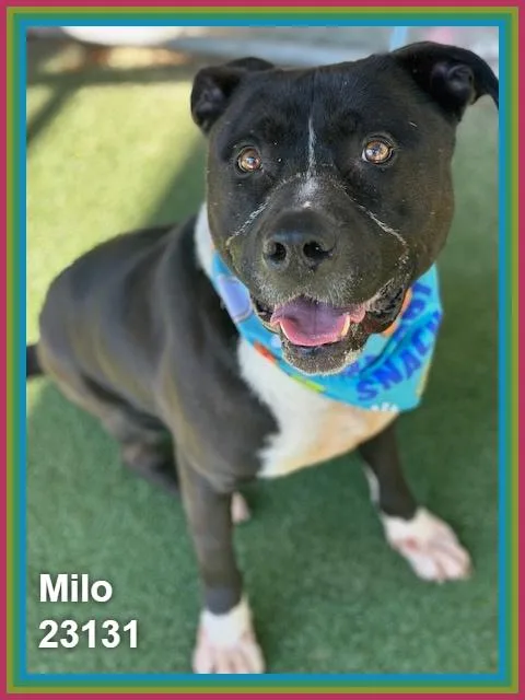 Milo thumbnail 6