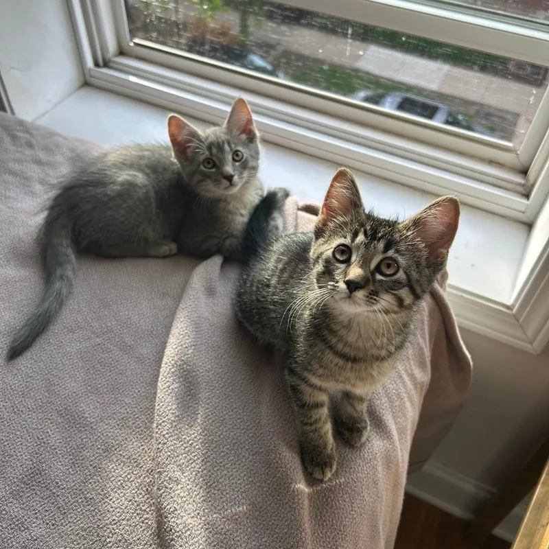 A baby medium-sized female Tabby (Brown / Chocolate) Domestic Short Hair cat named Mabel for adoption in Chicago, IL