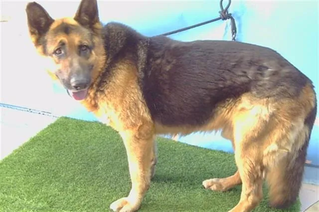 An adult large-sized male German Shepherd Dog dog named A for adoption in Gardena, CA
