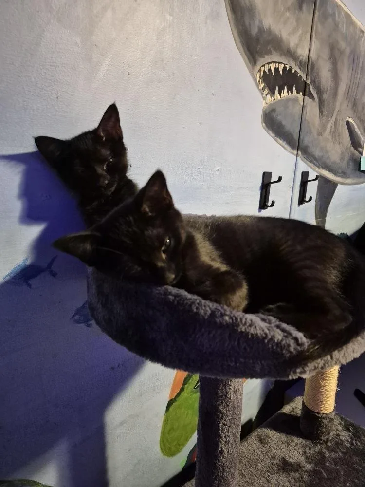 A baby small-sized female Domestic Short Hair cat named Moonstone for adoption in Dallas, TX