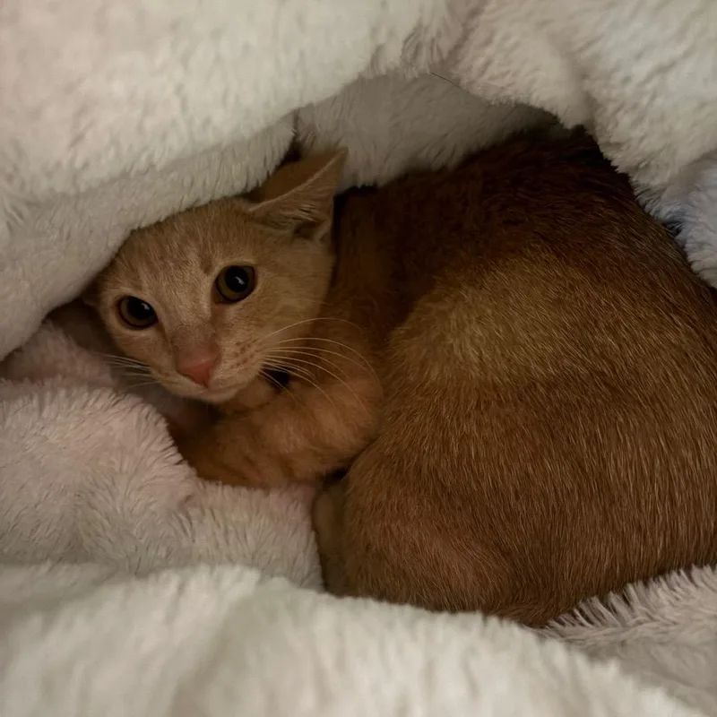 A baby small-sized male Buff / Tan / Fawn Domestic Short Hair cat named Simba for adoption in Sarasota, FL