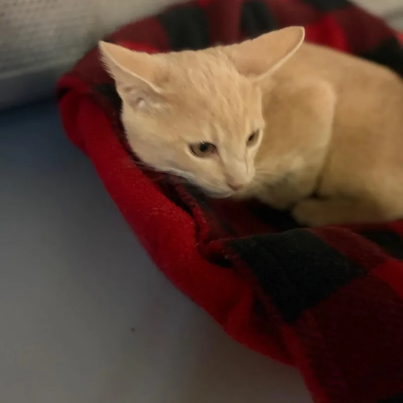 Simba thumbnail 2