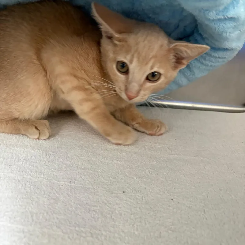 Simba thumbnail 4