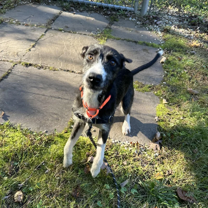 A baby medium-sized female Mixed Breed dog named Kally for adoption in Ocean View, NJ