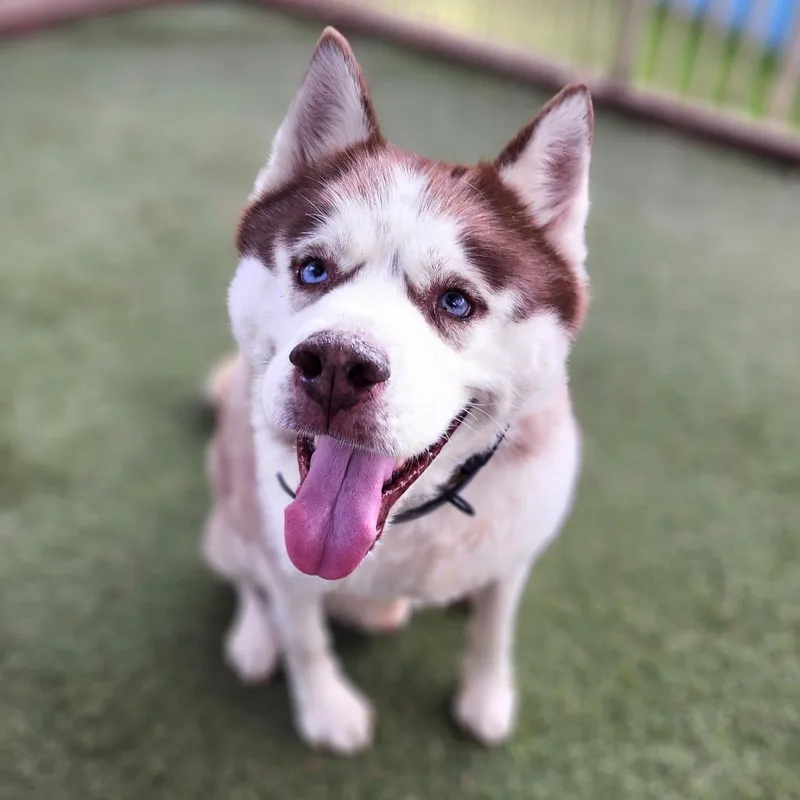 A senior large-sized male Red / Chestnut / Orange Husky dog named Apollo Chino Hills Location for adoption in Chino Hills, CA