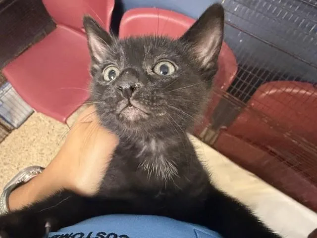 A baby small-sized male Domestic Short Hair cat named Moon for adoption in Miami, FL