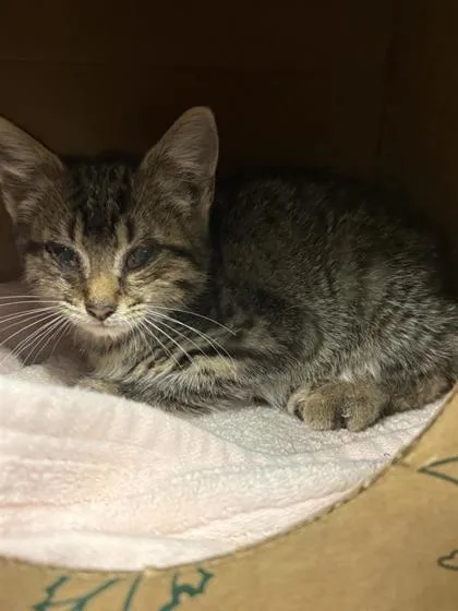 An adult small-sized male Domestic Short Hair cat named Rain for adoption in West Chester, PA
