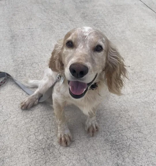 An adult medium-sized male Retriever dog named Scout for adoption in Osteen, FL