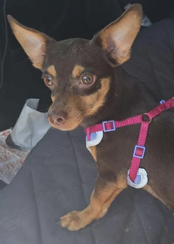 A young small-sized male Chihuahua dog named Squishy for adoption in Joliet, IL