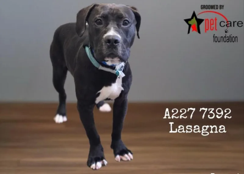 A young large-sized male Pit Bull Terrier dog named Lasagna for adoption in Los Angeles, CA