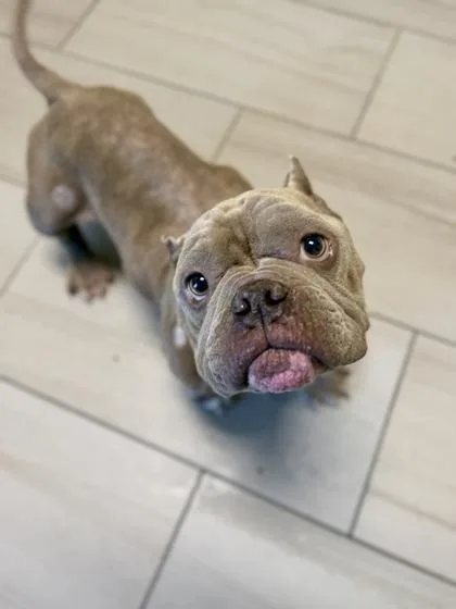 An adult medium-sized male Mixed Breed dog named Alfie for adoption in Daytona Beach, FL