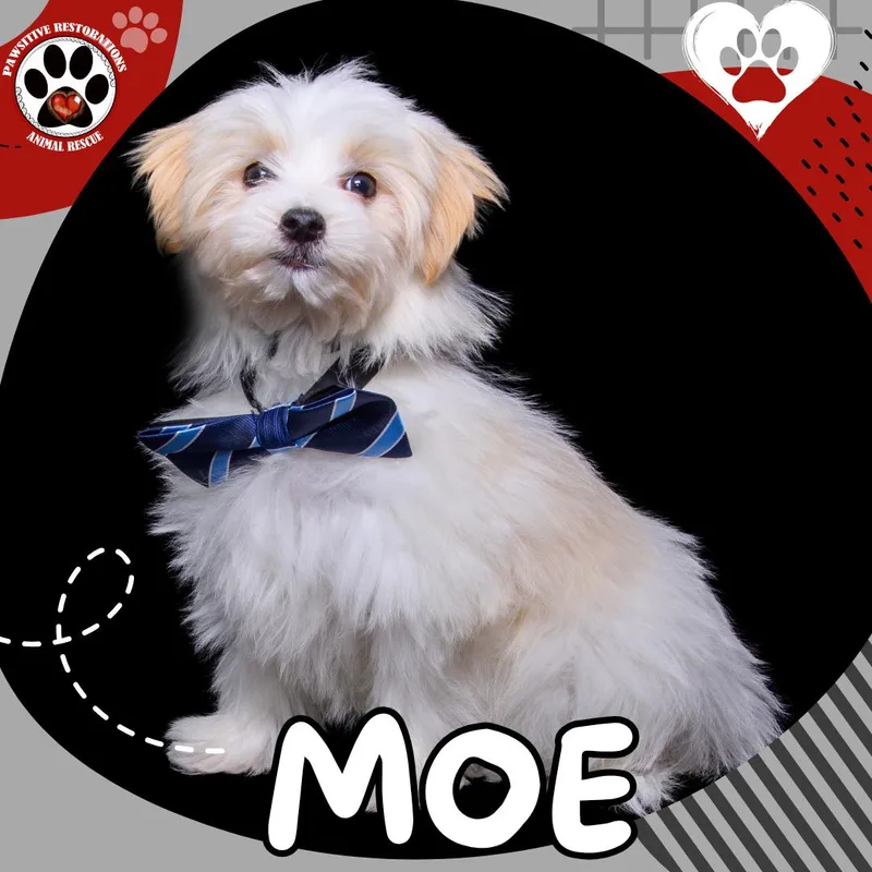 Moe thumbnail 3